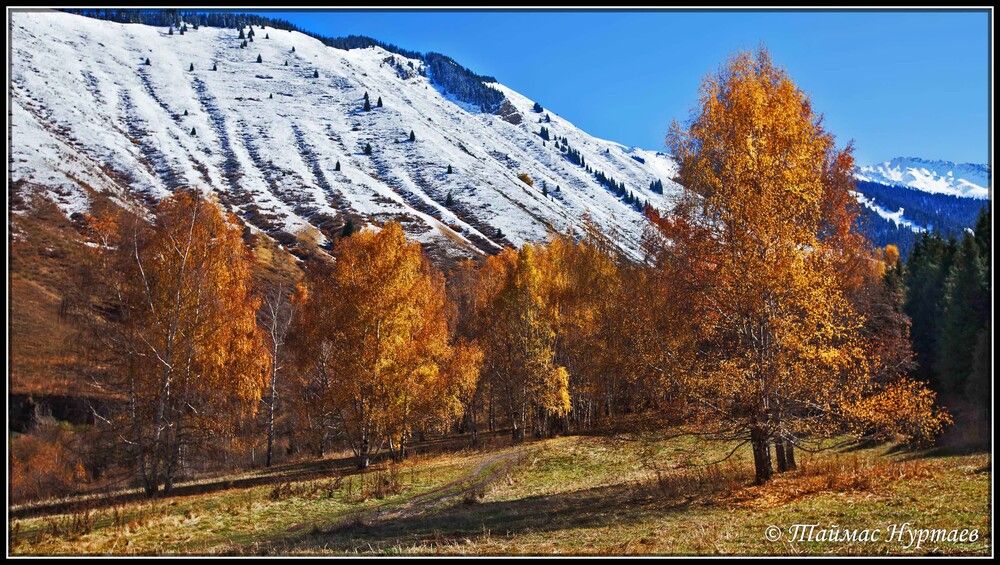 БЕРЕЗЫ КАИНДЫ