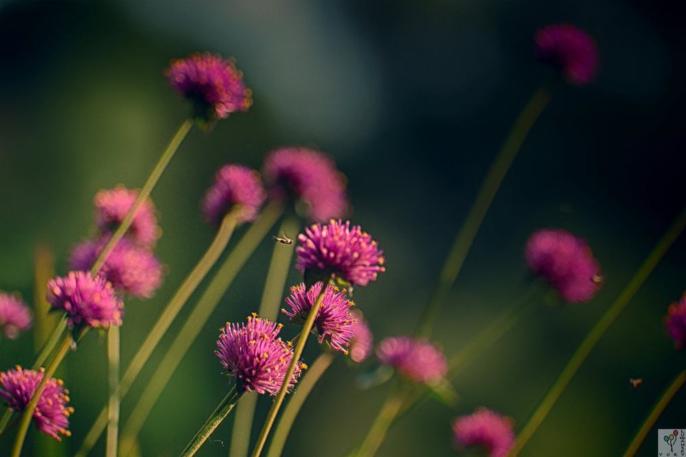 Summer Breeze