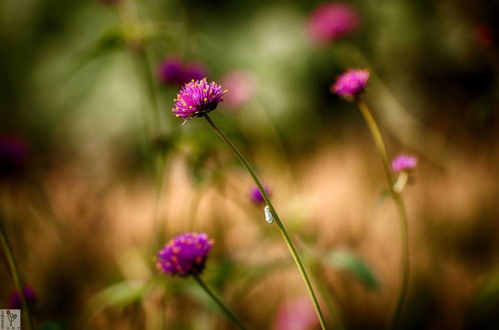 Summer Breeze