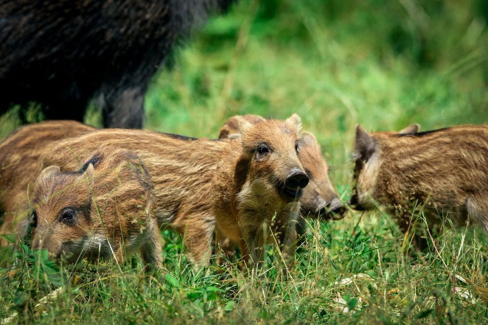 Wildlife