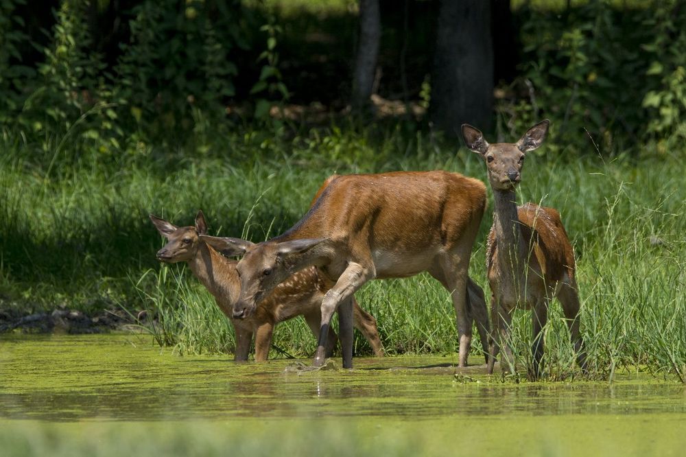 Wildlife