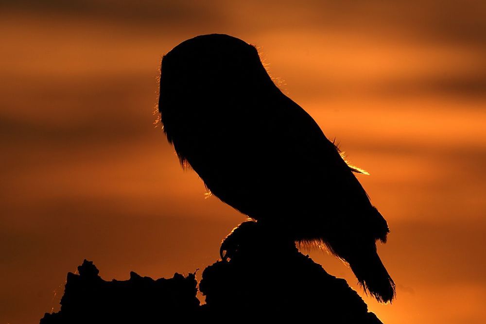 Wildlife