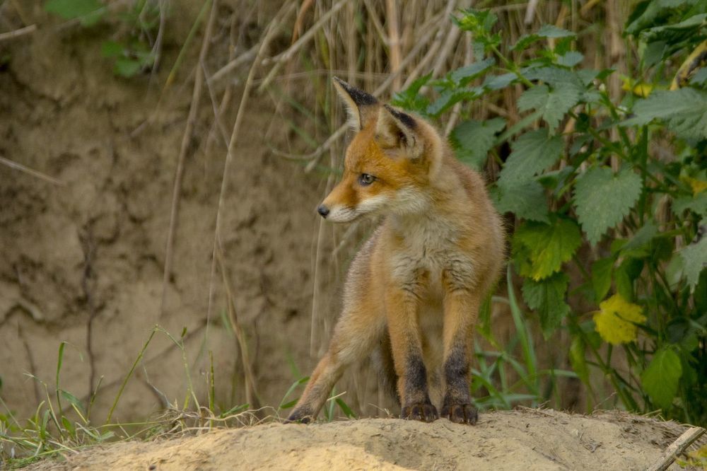 Wildlife