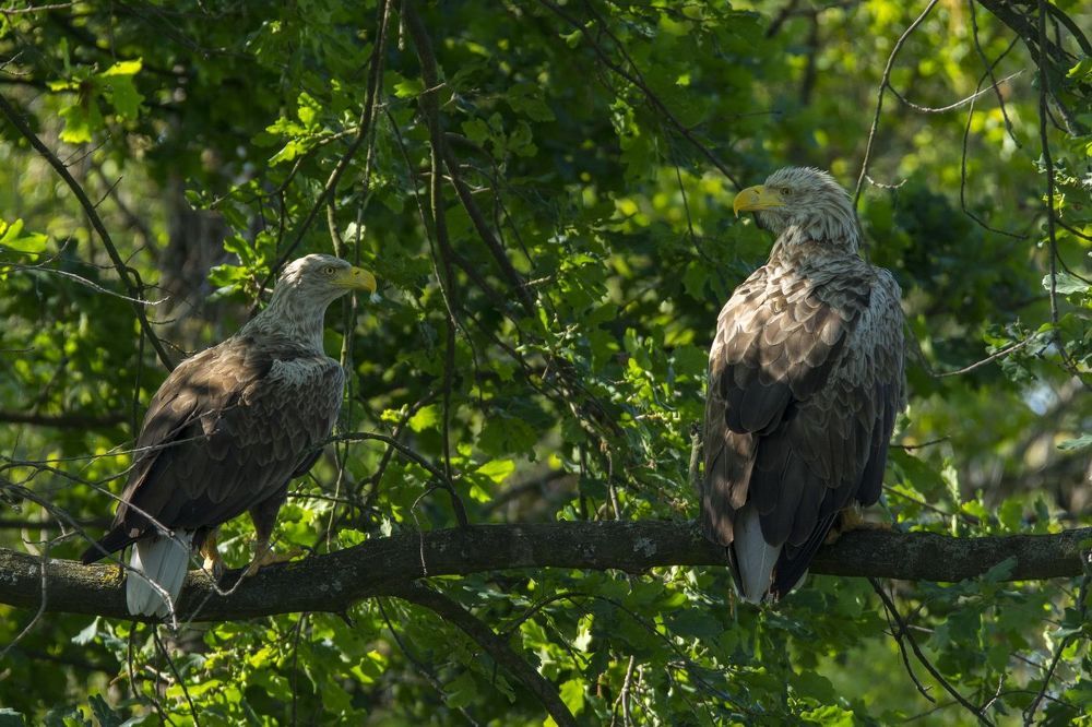 Wildlife
