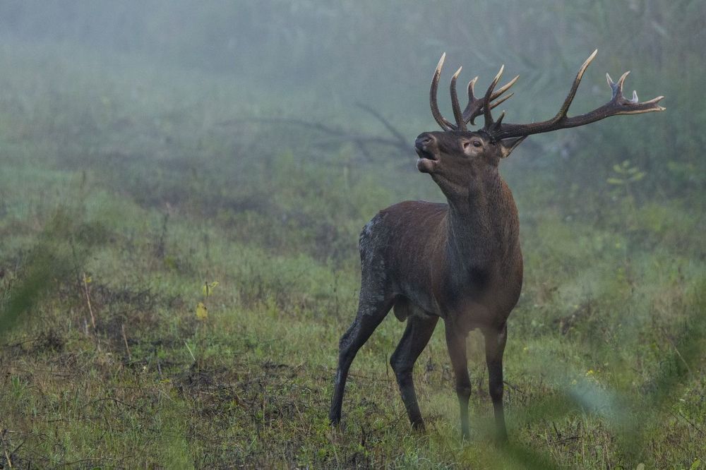 Wildlife