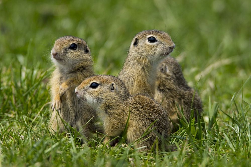 Wildlife