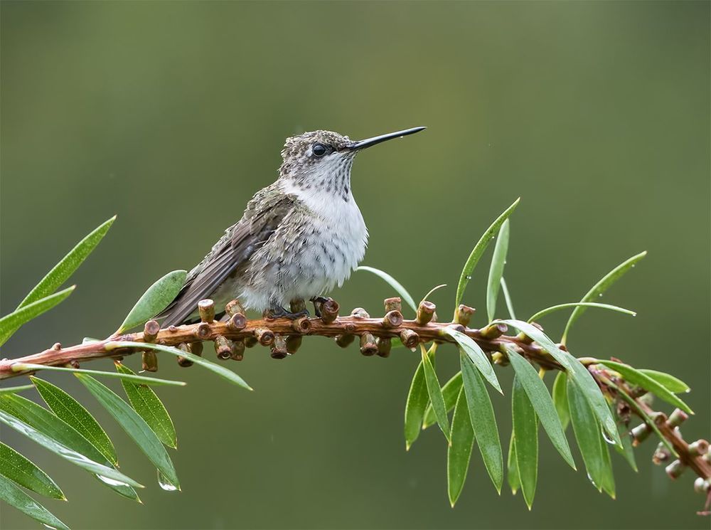 Колибри - Hummingbird