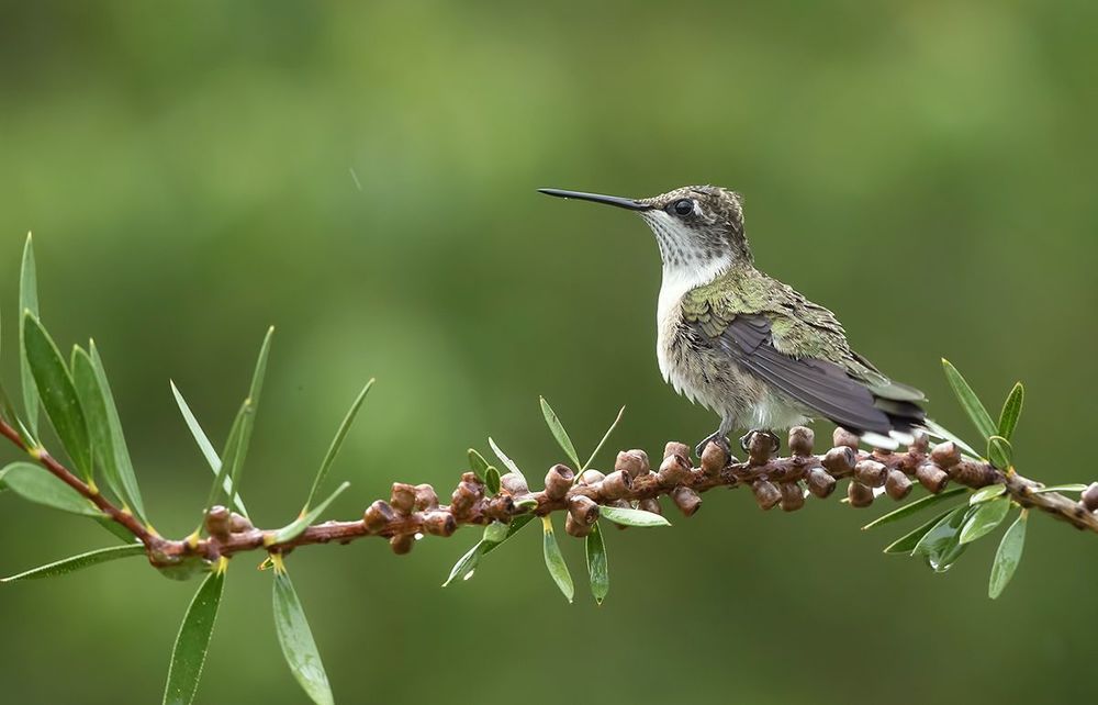 Колибри - Hummingbird
