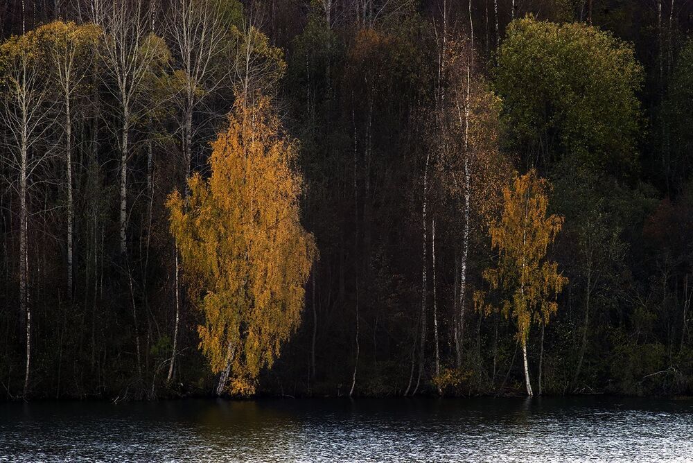 У берёз и сосен