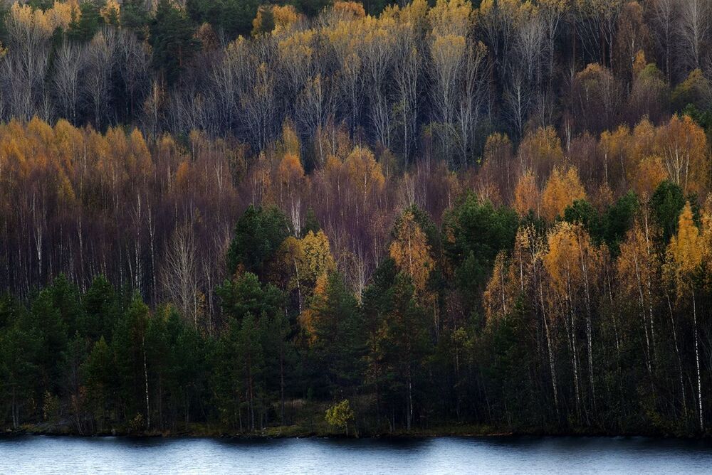 У берёз и сосен