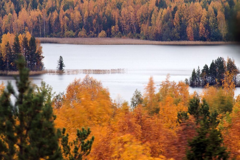 У берёз и сосен