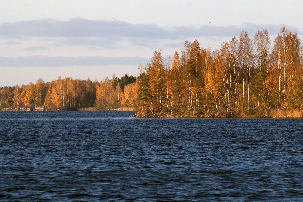 У берёз и сосен
