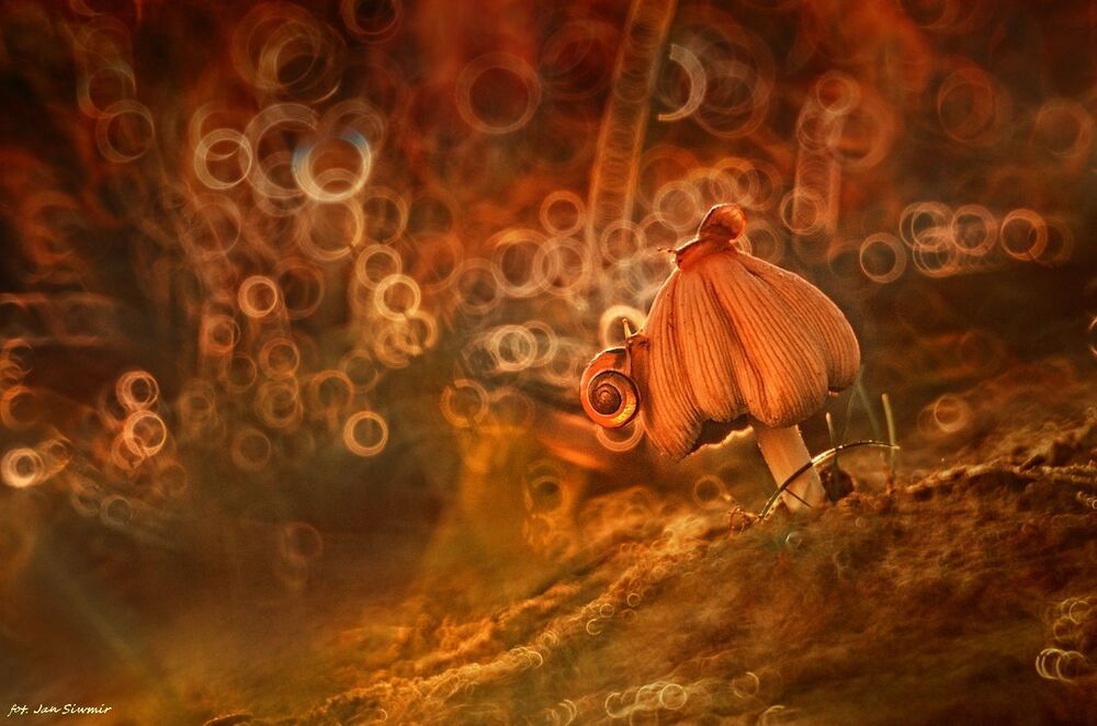 Welcome to my fairy tale.