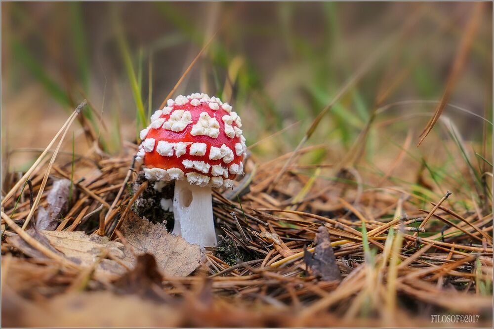 Грибное настроение...