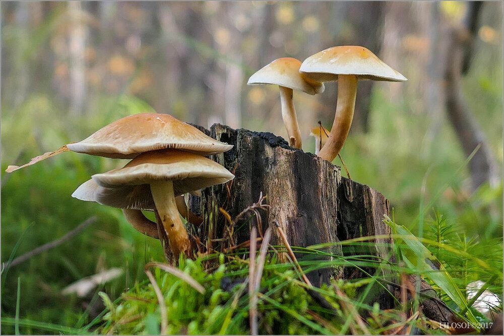 Грибное настроение...