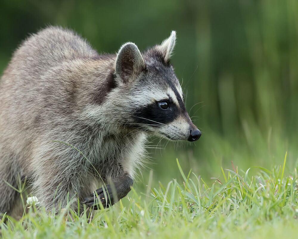 Енот-полоскун - Raccoon