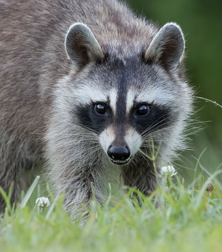 Енот-полоскун - Raccoon