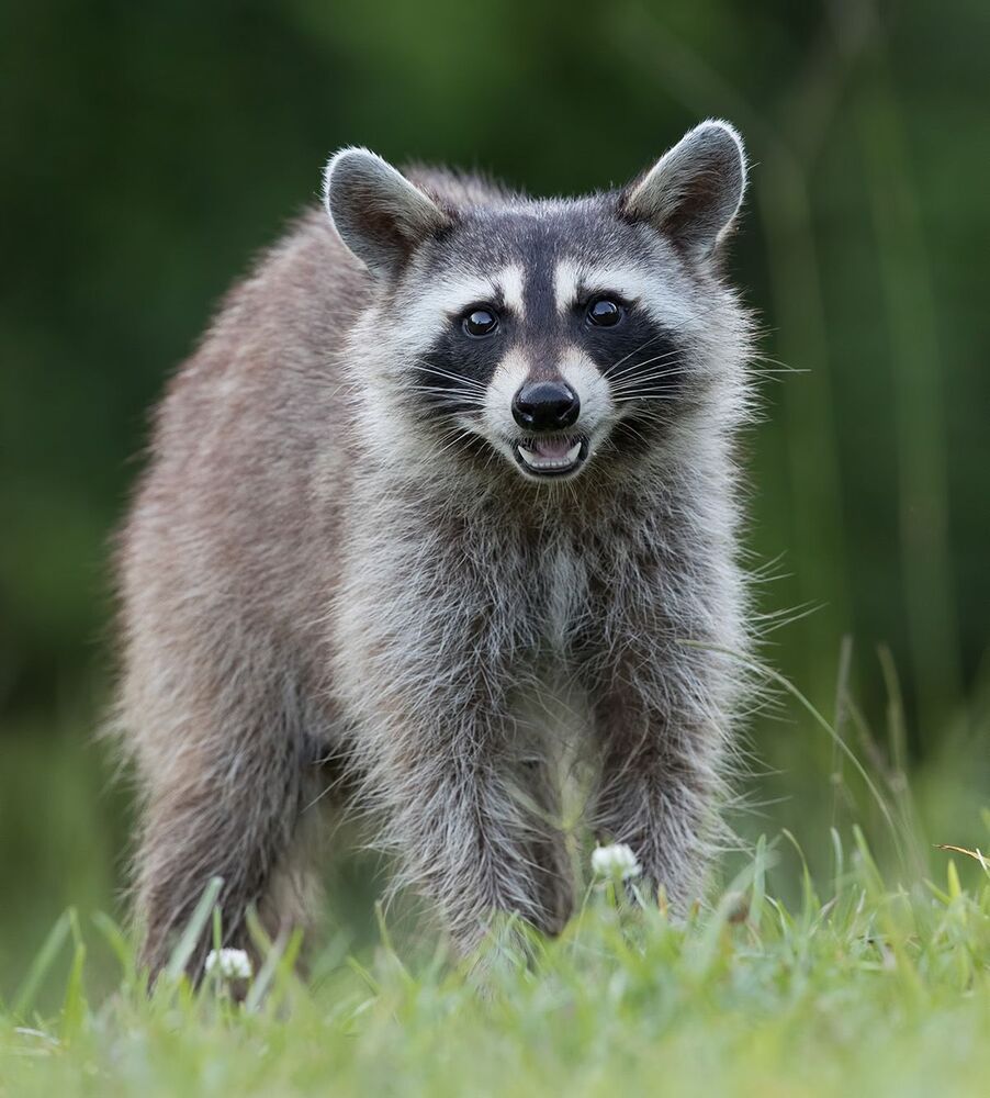 Енот-полоскун - Raccoon