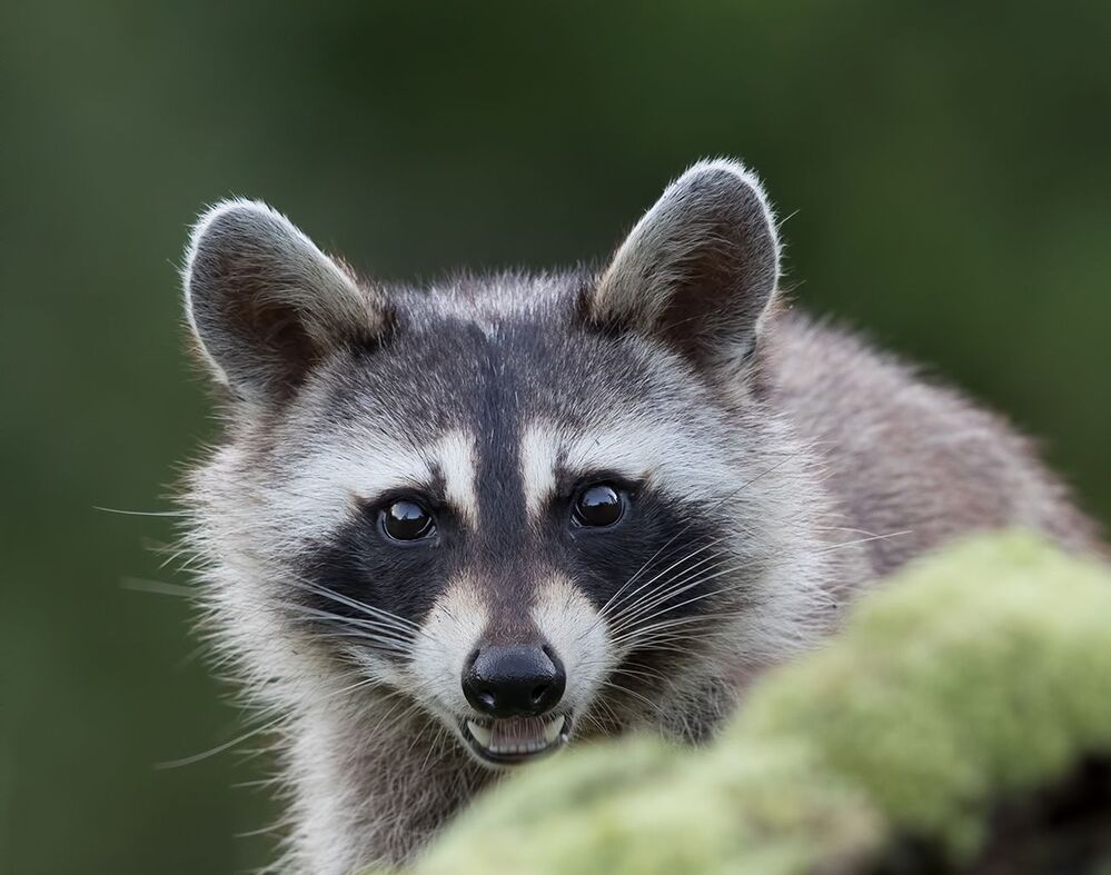 Енот-полоскун - Raccoon