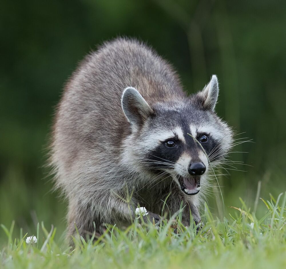 Енот-полоскун - Raccoon