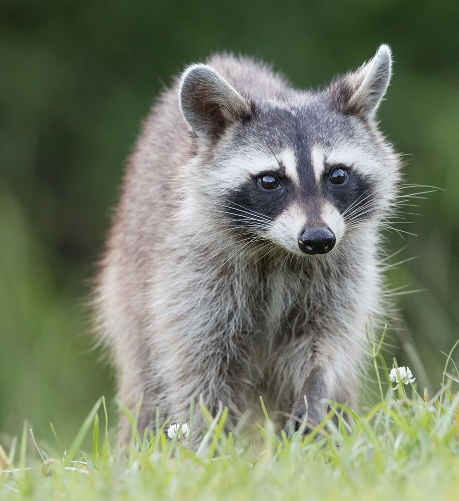 Енот-полоскун - Raccoon