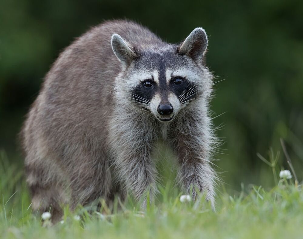 Енот-полоскун - Raccoon