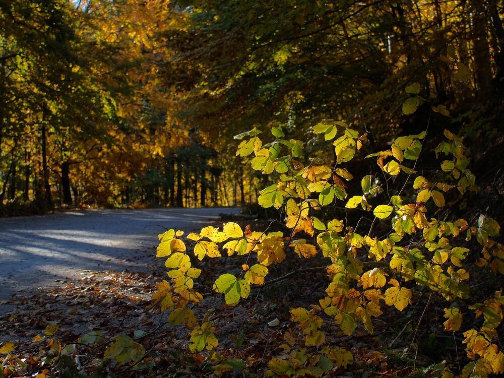 pastel colors of autumn
