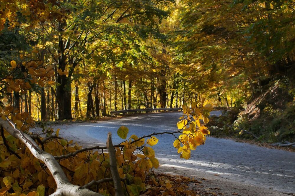 Pastel colors of autumn