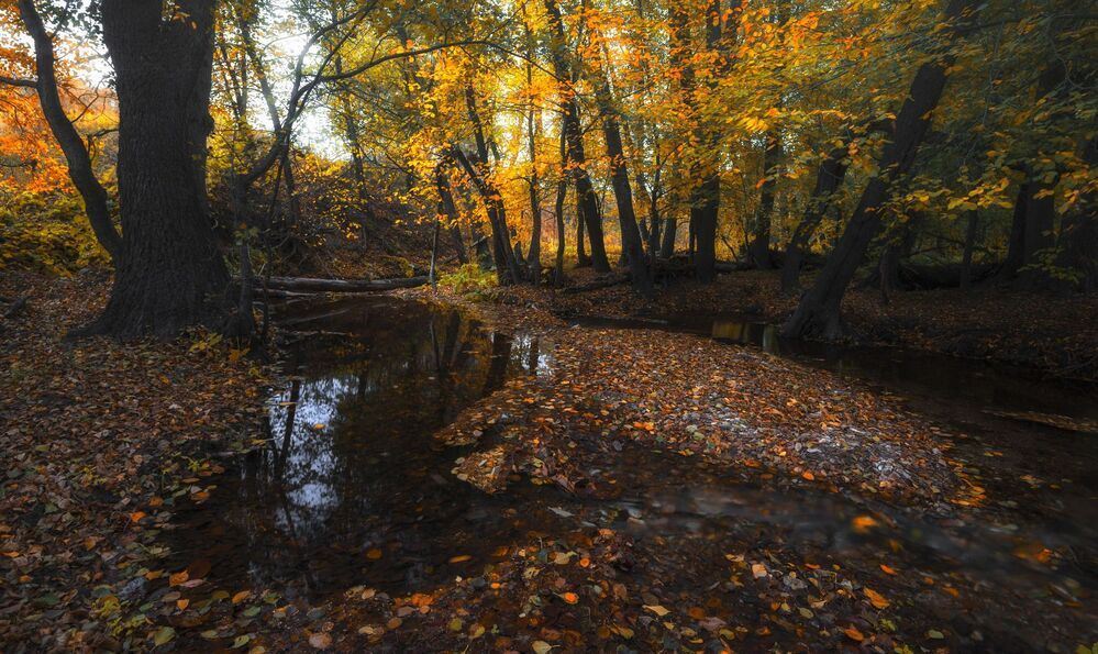 Осень в Саринском лесу