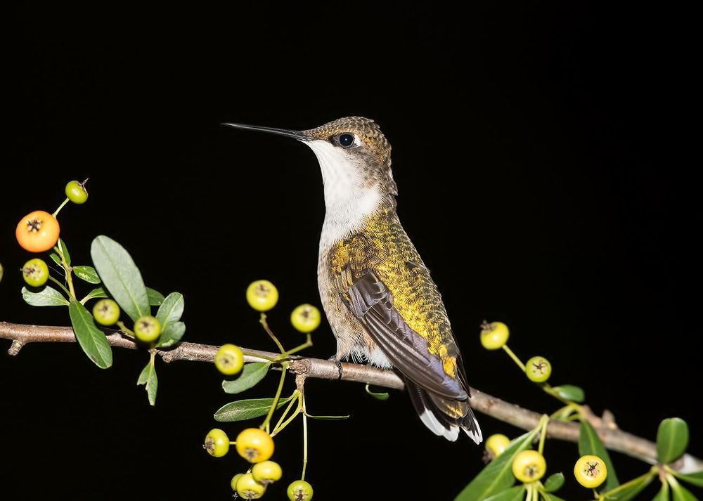 Колибри - Hummingbird