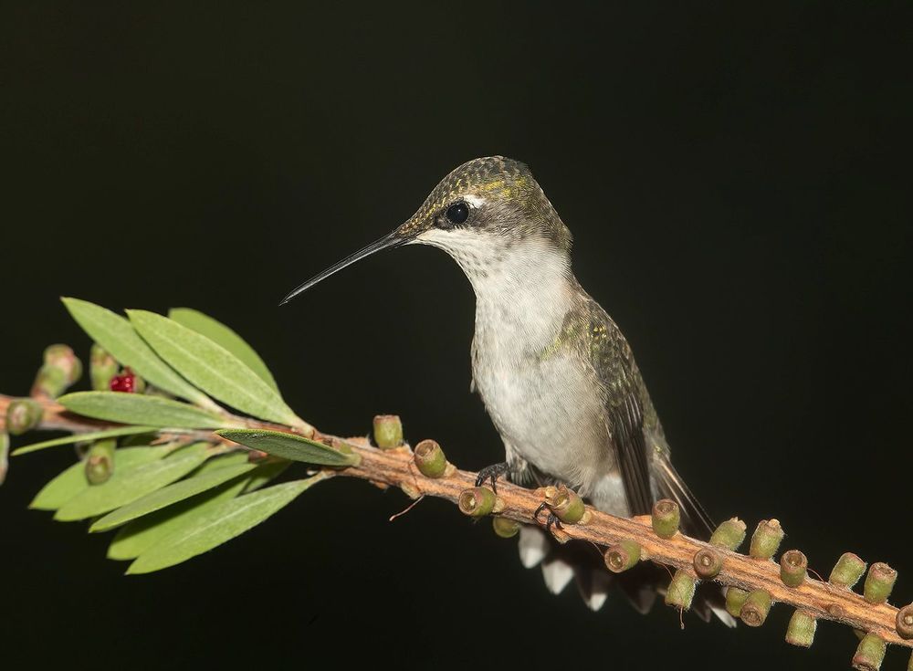 Колибри - Hummingbird