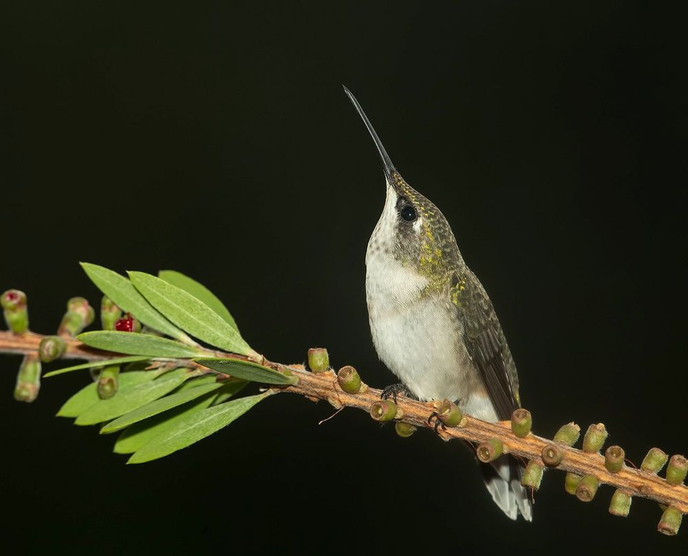 Колибри - Hummingbird