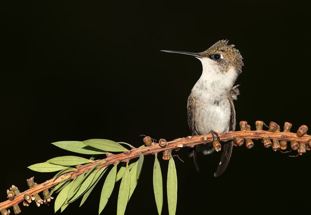 Колибри - Hummingbird
