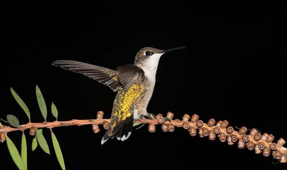 Колибри - Hummingbird