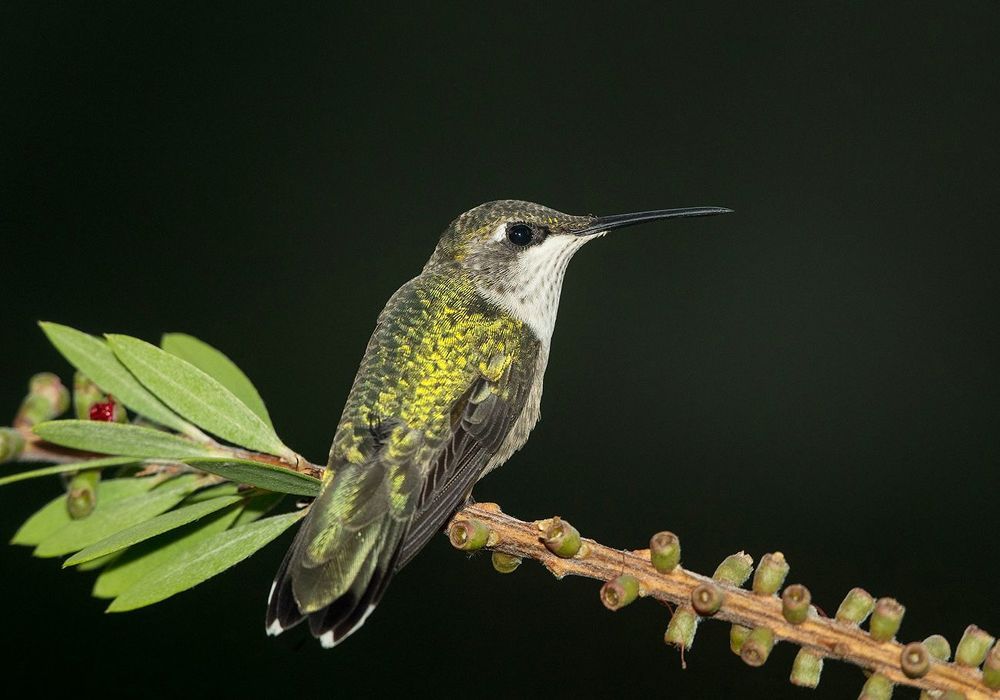 Колибри - Hummingbird