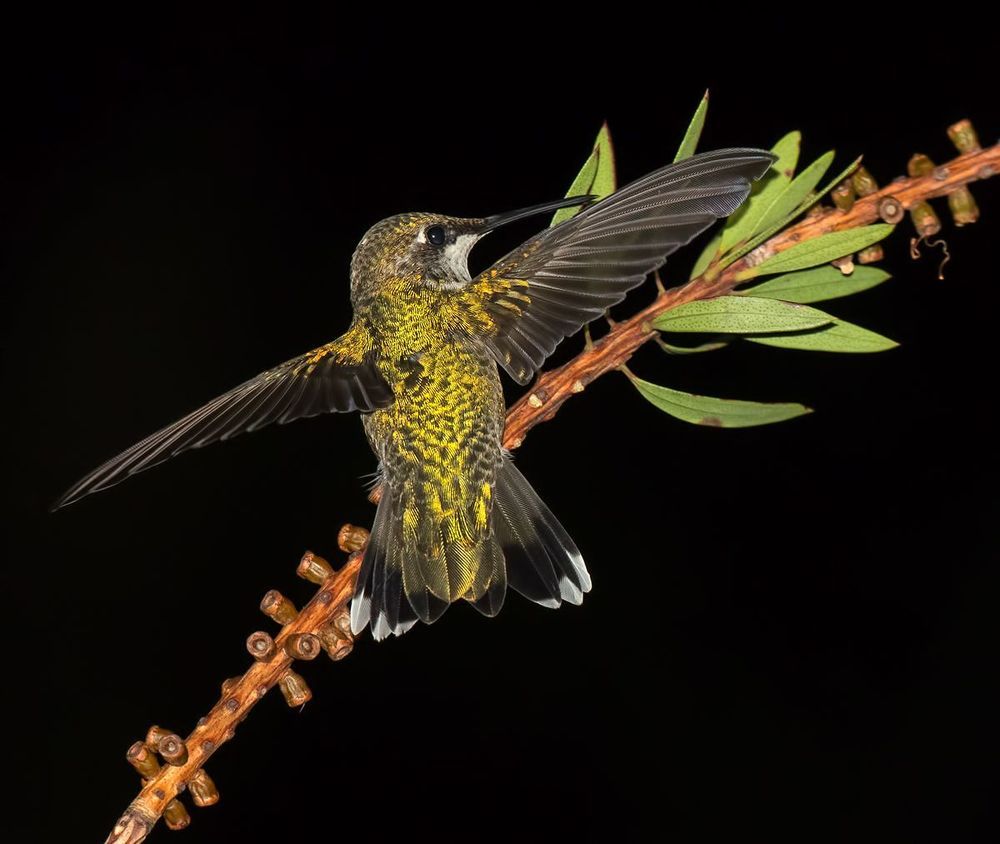 Колибри - Hummingbird