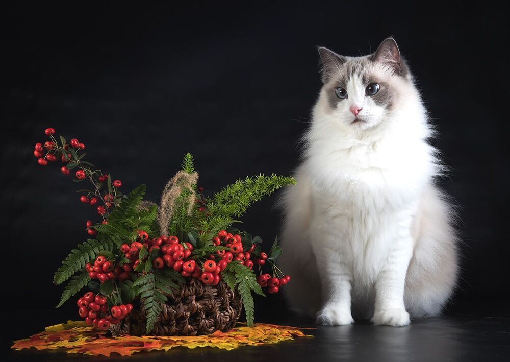Mатильда - Ragdoll Cat (Matilda)