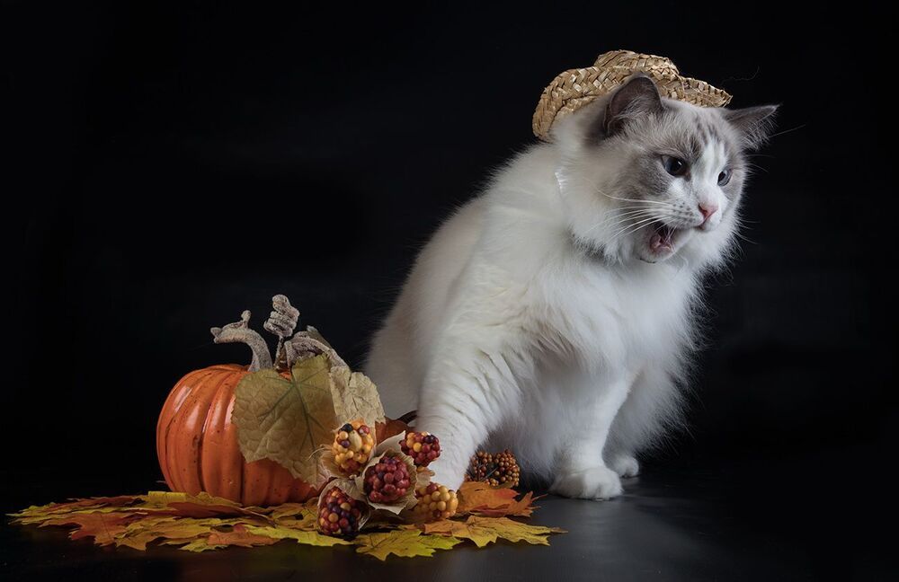 Mатильда - Ragdoll Cat (Matilda)