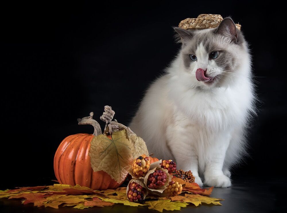 Mатильда - Ragdoll Cat (Matilda)