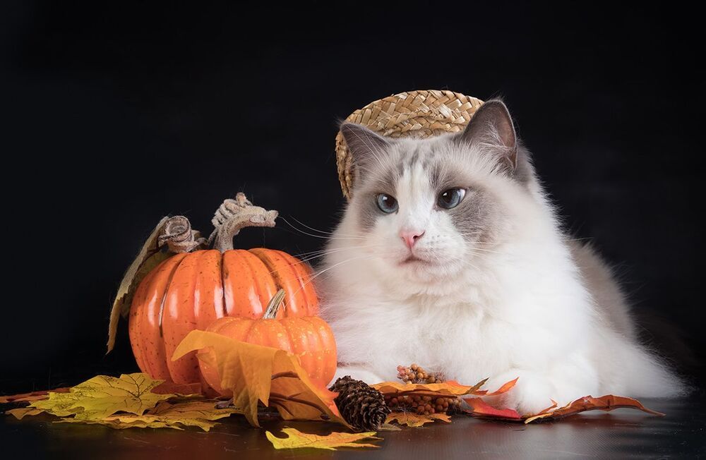 Mатильда - Ragdoll Cat (Matilda)