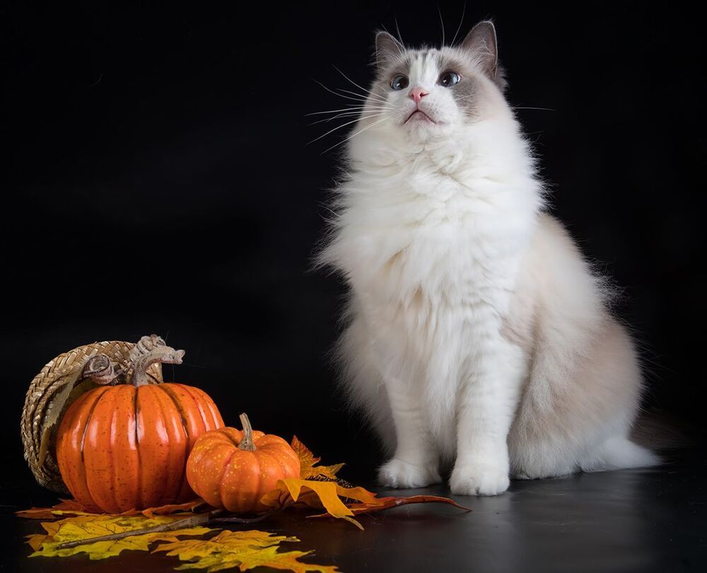 Mатильда - Ragdoll Cat (Matilda)