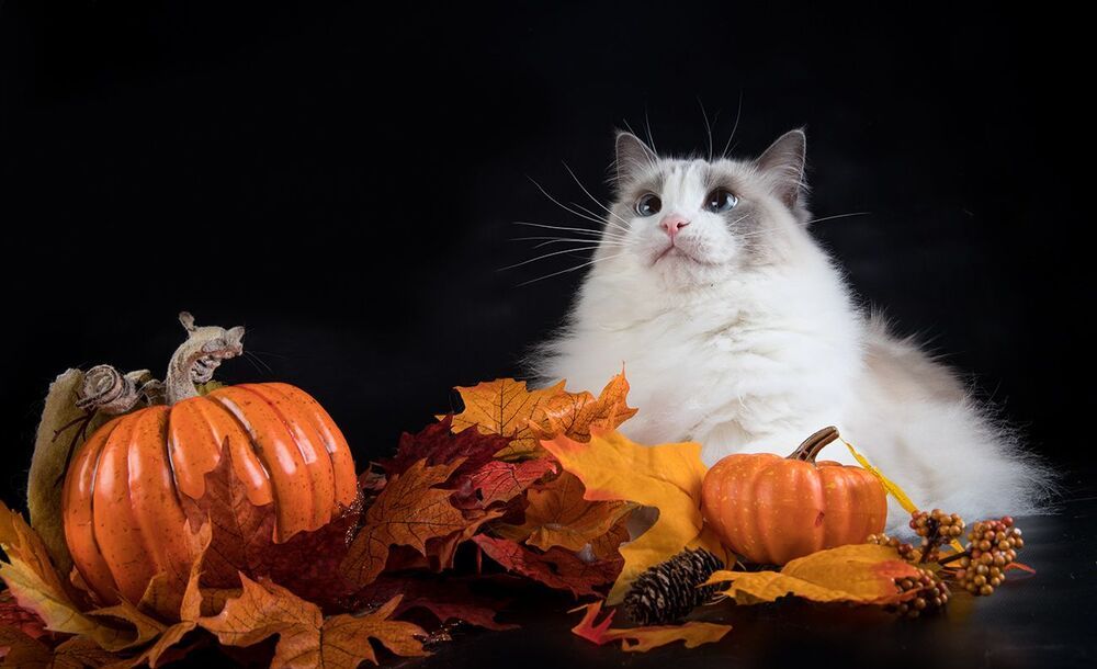 Mатильда - Ragdoll Cat (Matilda)