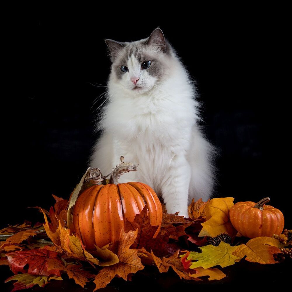 Mатильда - Ragdoll Cat (Matilda)
