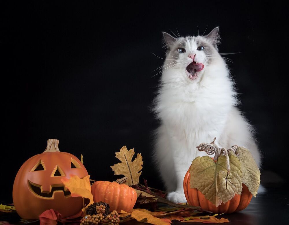 Mатильда - Ragdoll Cat (Matilda)