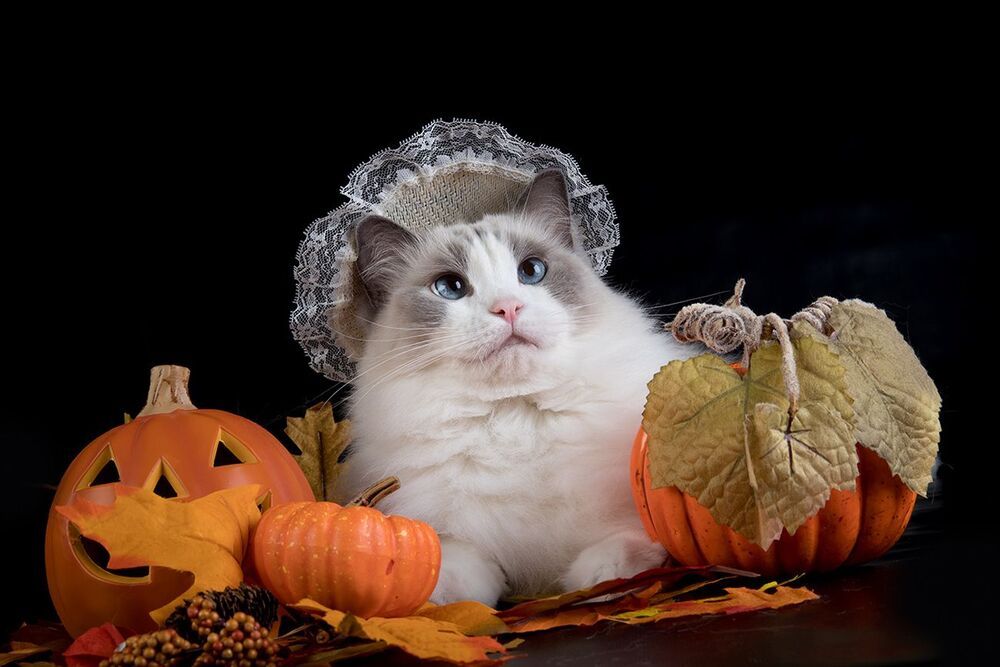 Mатильда - Ragdoll Cat (Matilda)
