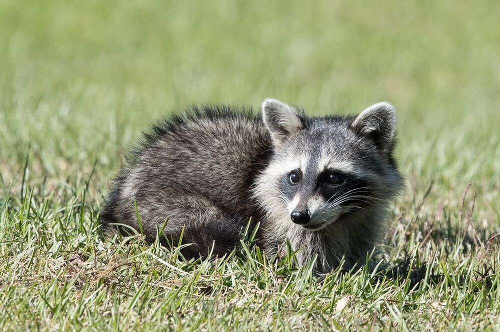Енот-полоскун -Baby Raccoon