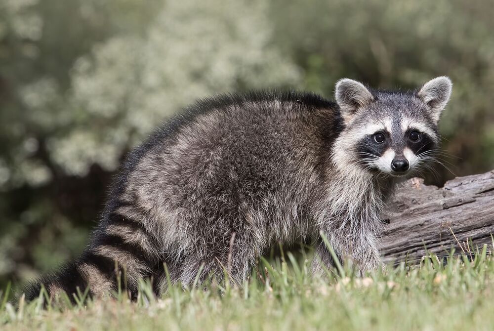 Енот-полоскун -Baby Raccoon