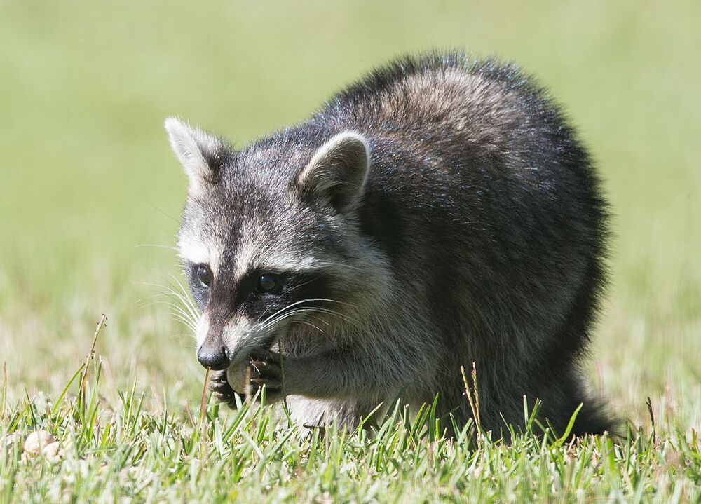 Енот-полоскун -Baby Raccoon