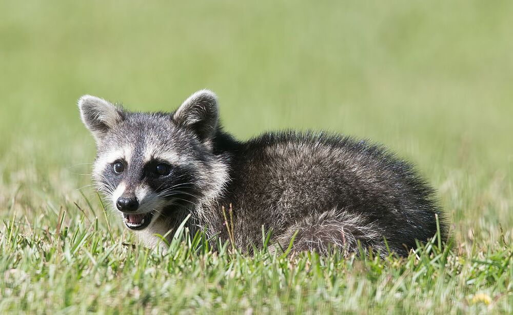 Енот-полоскун -Baby Raccoon