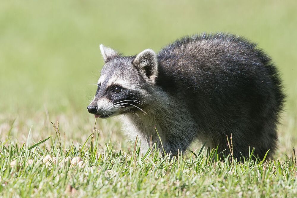 Енот-полоскун -Baby Raccoon